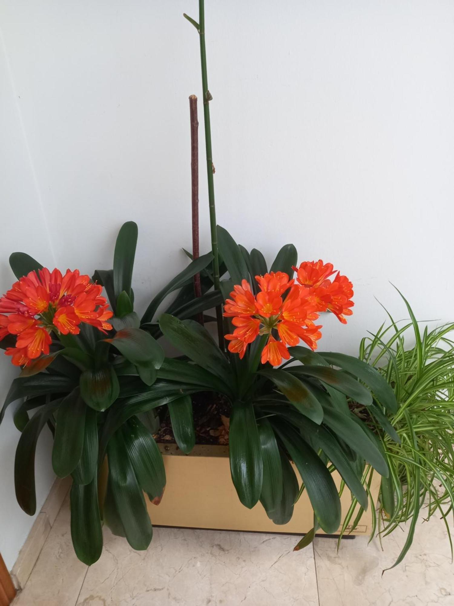 Apartamentos Rurales Llagumelon Villahormes Rum bild
